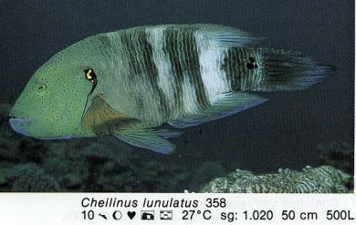 Cheilinus lunulatus